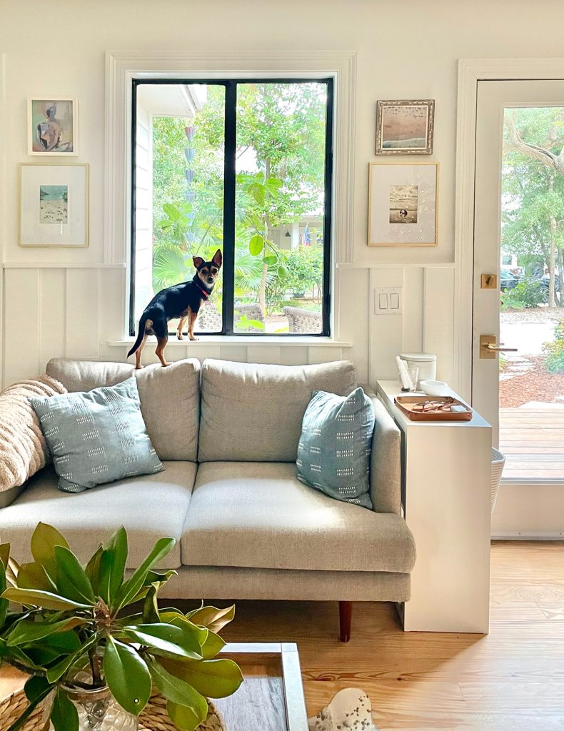 Small dog standing in window sill on kitchen loveseat