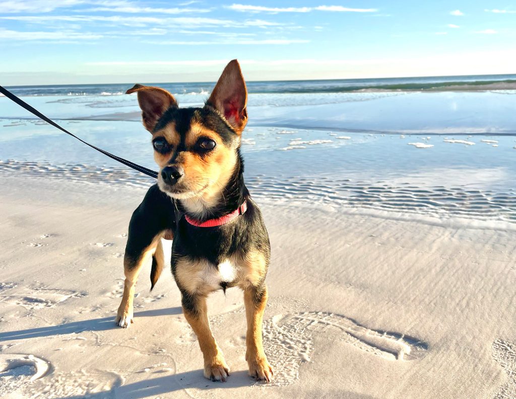 Penny standing in the sand on the beach