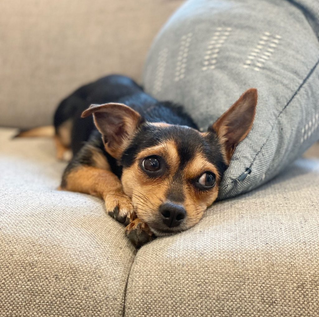 Chihuahua Yorkie Mix Young Dog With Brown and Black Coloring