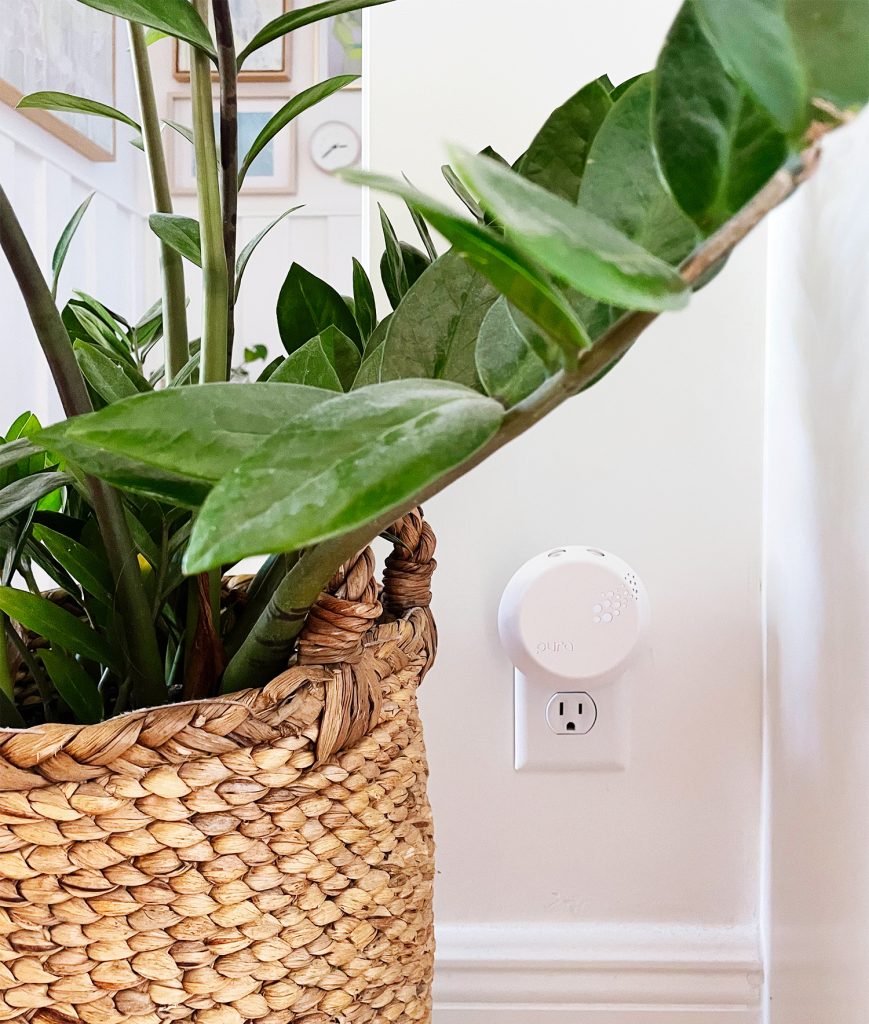 Pura Smart Fragrance Diffuser Plugged Into Wall By ZZ Plant
