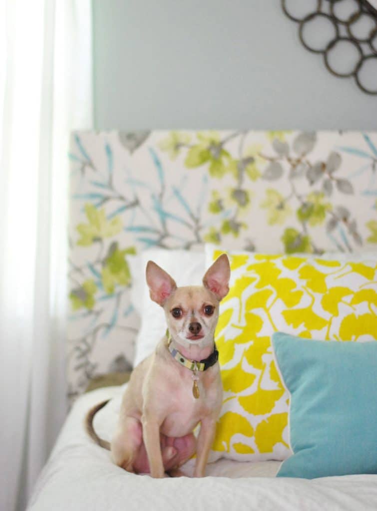 Chihuahua bronzeado sentado na cama em frente a uma cabeceira estofada floral de bricolagem