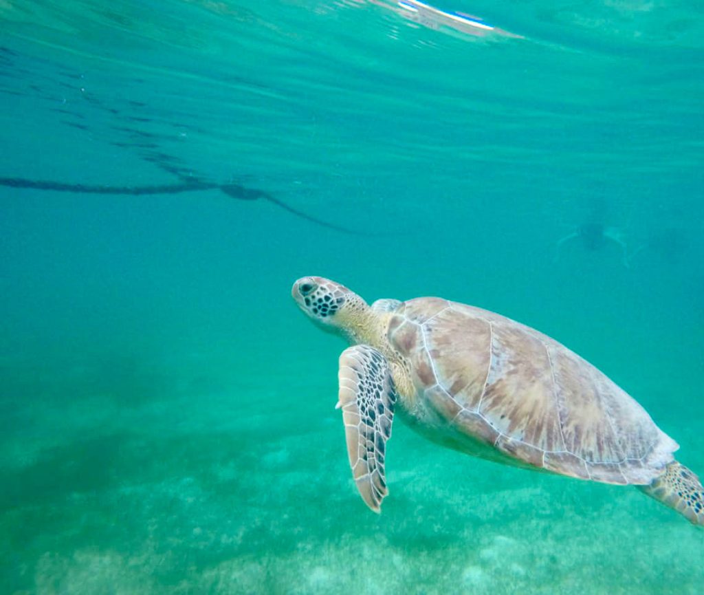 Close Up Of Sea Turtle Swimming In Akumal Bay Mexico