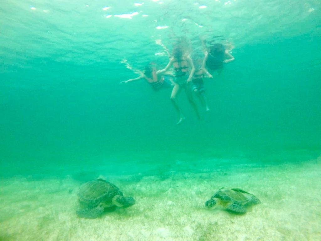Family Snorkeling With Sea Turtles In Akumal Bay Mexico