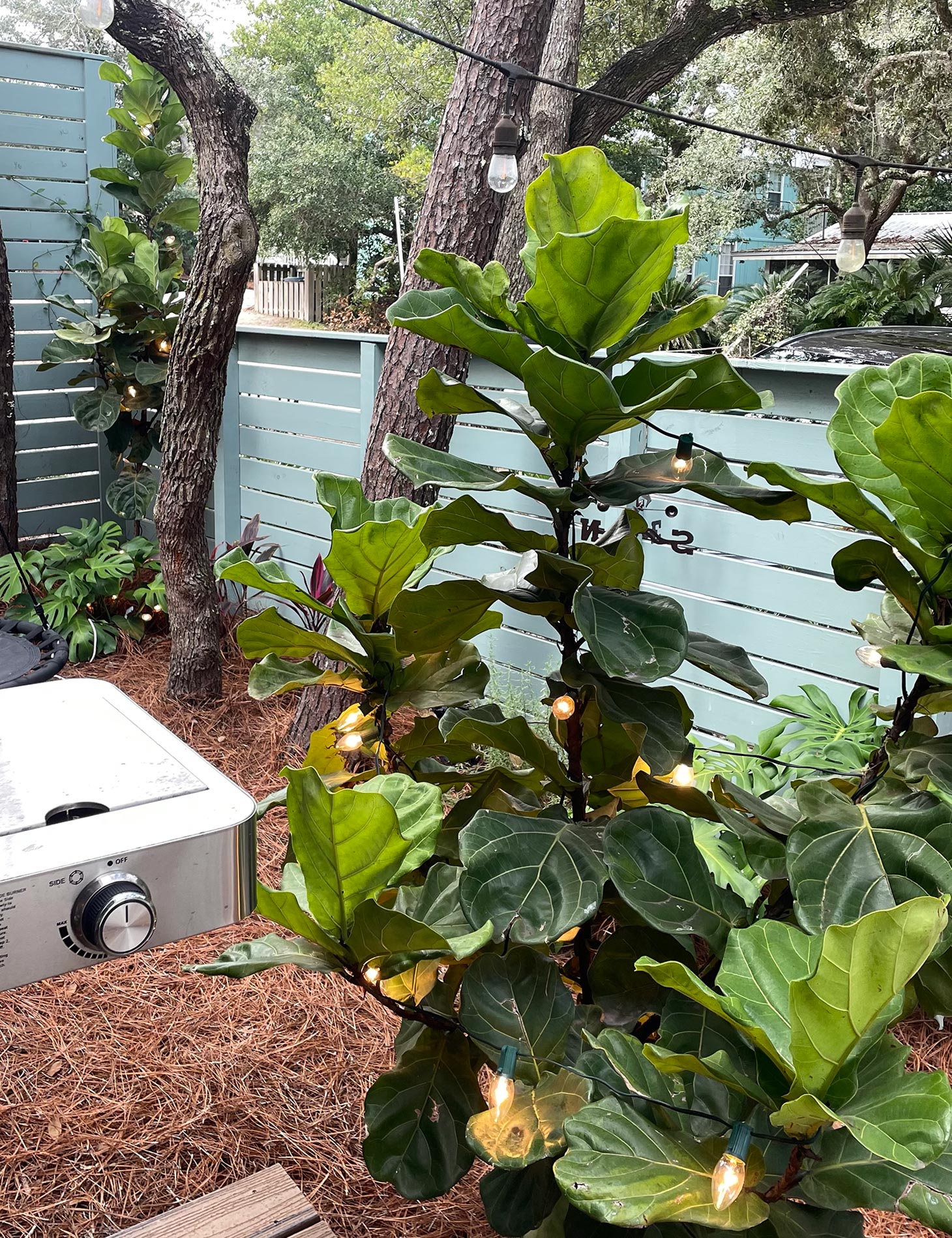 How To Protect Plants From Freezing Young House Love