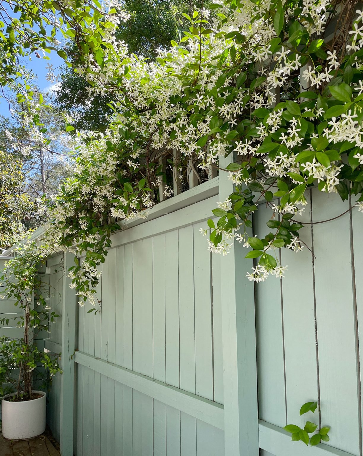 Crisp Star Jasmine Seeds Moment for Desktop Crisp Star Jasmine Seeds Moment for Desktop