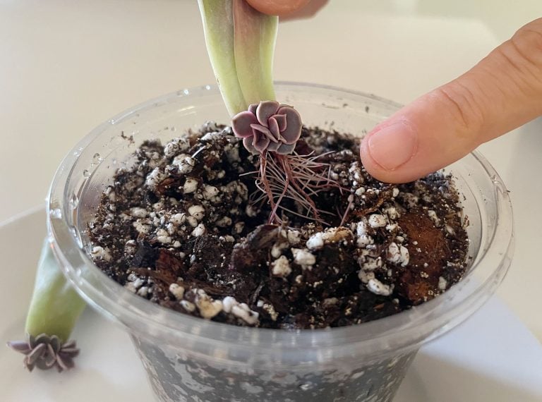 How To Propagate Succulents | Young House Love