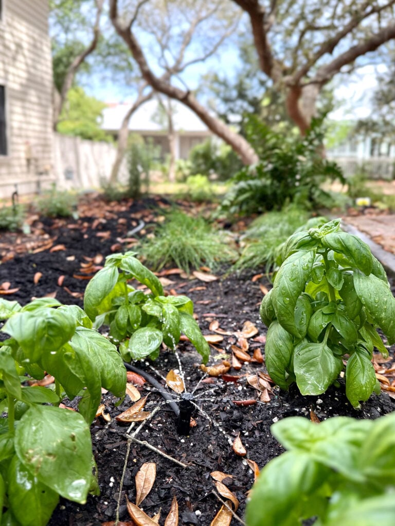 Drip Irrigation System Bubbler Close Up With Basil Plants