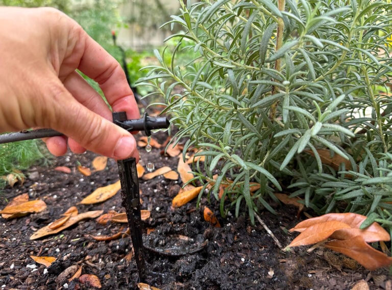 Drip Irrigation System Dripper Emitter Close Up At Rosemary Plant