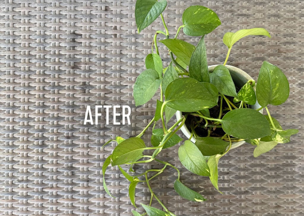 Pothos After Basketing