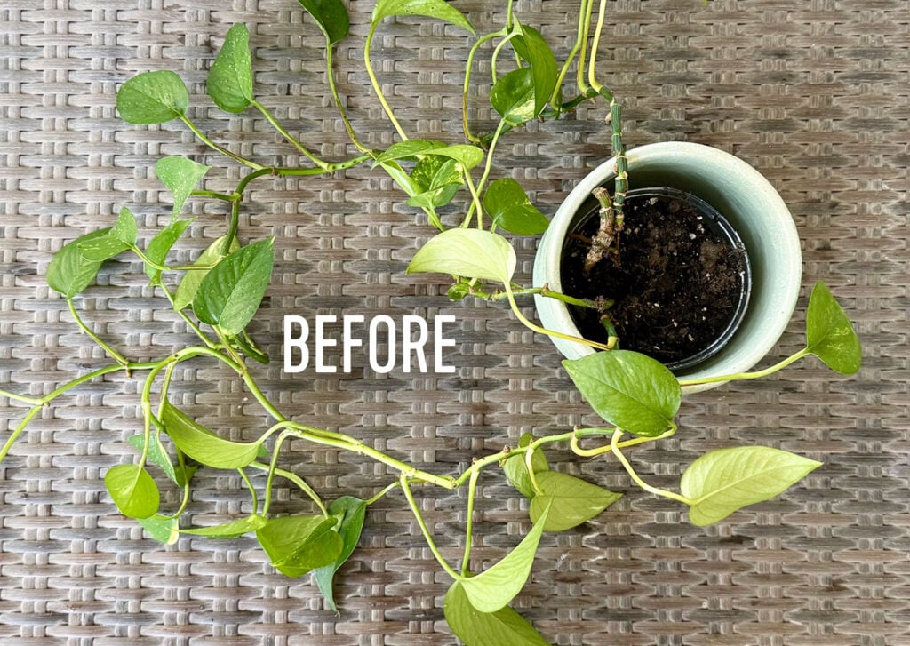 Potted Pothos Houseplan Before Basketing