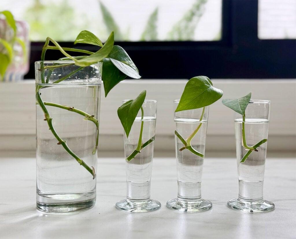 Row Of Glass Vessels With Pothos Clippings For Propagation