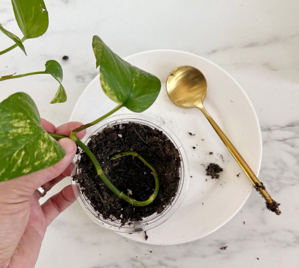 Potho Clipping Placed In Soil In Nursery Pot