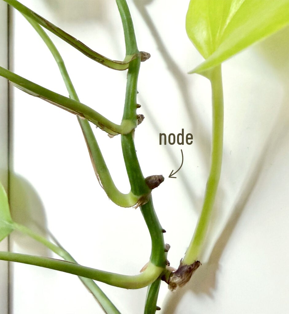 Pothos Plant Node Labeled With Arrow