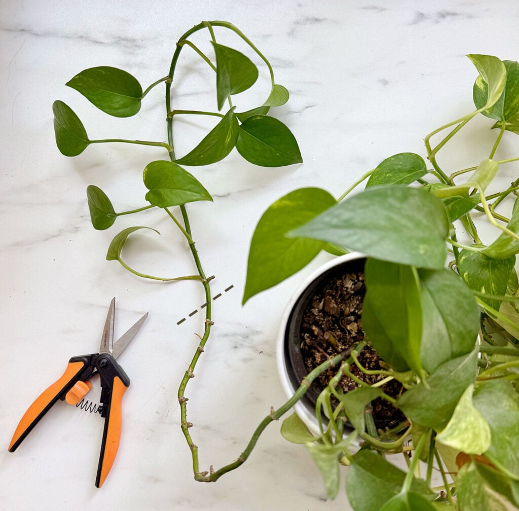 Pothos Vine Marked For Cutting For Propagation