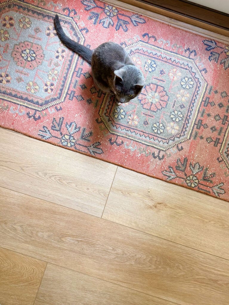 Overhead Photo of New Floors With Cat On Carpet