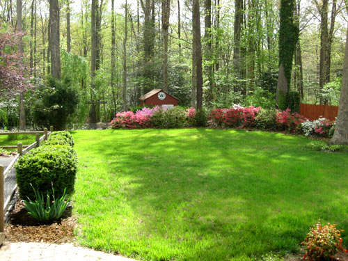 Grassy Backyard With Azaleas And Small Red Shed